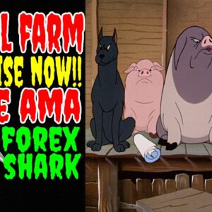 THE ANIMAL FARM BUSD RAISE IS RIGHT NOW ! LIVE AMA WITH FOREX SHARK - DRIP NETWORK