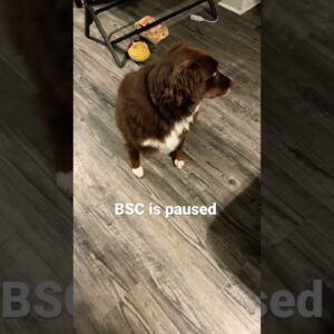 BSC paused!