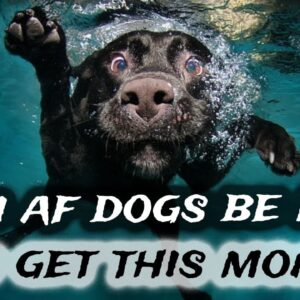 How To Get Rich In DeFi | AF Pigs & Dogs + DripðŸ’§1% A Day Keeps The 9 To 5 Away!!