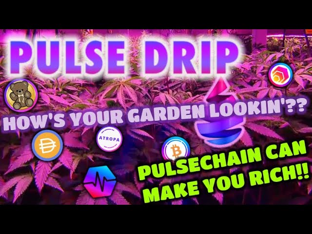 Earn 1% DAILY with Pulse Drip | A Guide to Getting Rich in the Pulse Chain Garden 🪴